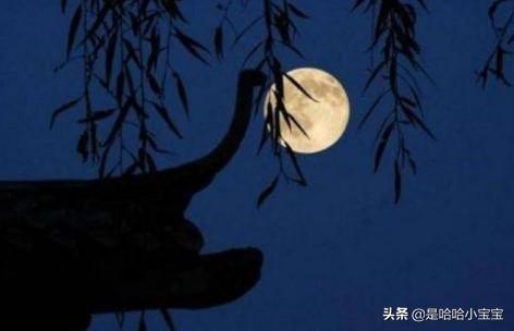 十五夜望月_十五夜望月王建