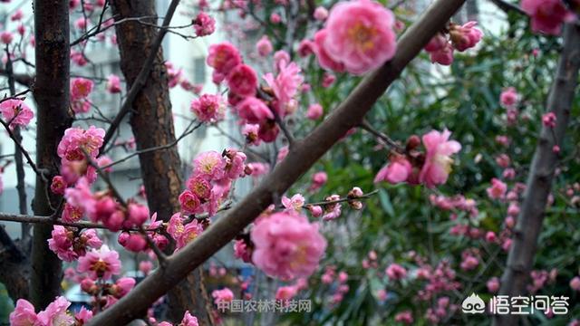 适合春天的古诗（适合春天古诗朗诵的背景音乐）