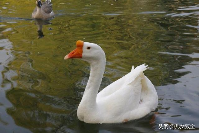 儿童唐诗三百首全集_唐诗三百首全集朗读