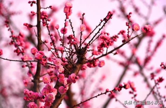 古诗 梅花 诗句_古诗梅花诗句小学