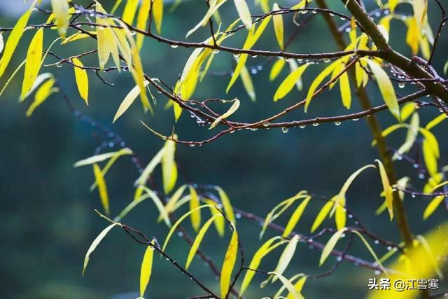 描写秋雨的诗句_杜甫描写秋雨的诗句