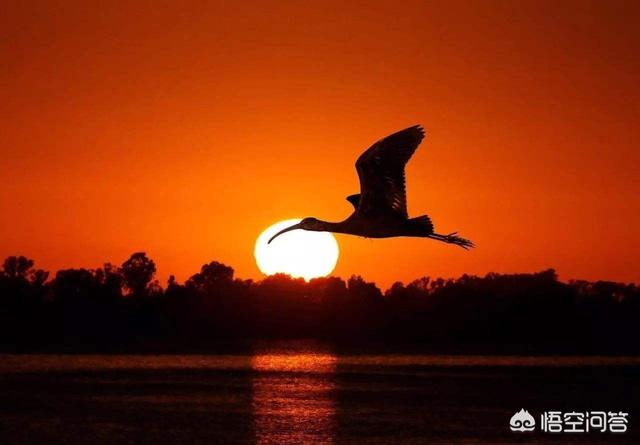 秋水共长天一色_秋水共长天一色上一句