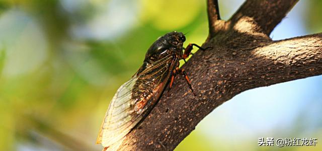 蝉的诗句 古诗(蝉的诗句 古诗虞世南)