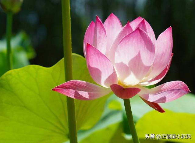 描写夏天的古诗句子（描写夏天的古诗句子100首）