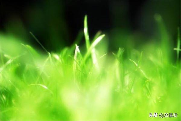 朱自清的《春》（朱自清的《春》中薄烟的读音）