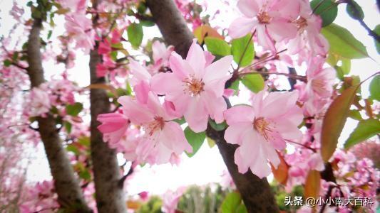 春天的古诗20首三年级（春天古诗25首简单的三年级）