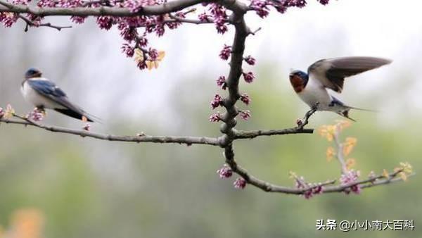 无可奈何花落去 似曾相识燕归来