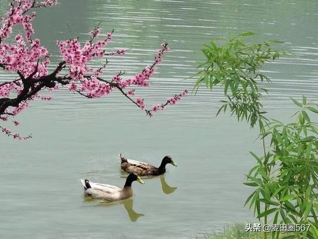惠崇春江晚景_惠崇春江晚景表达了诗人怎样的思想感情