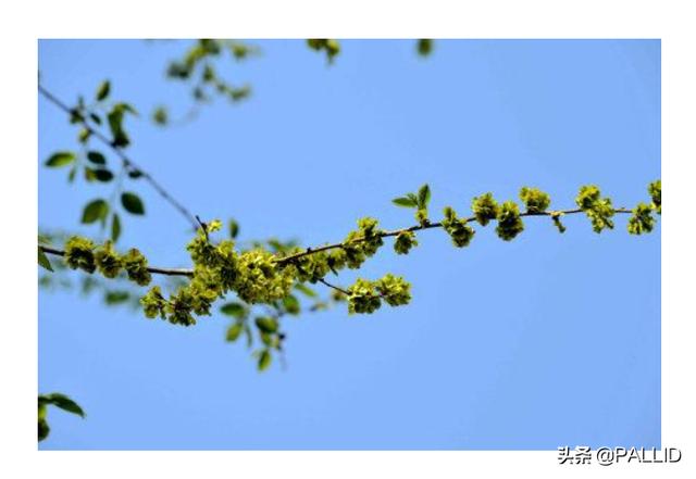 杨花榆荚无才思_杨花榆荚无才思是什么意思