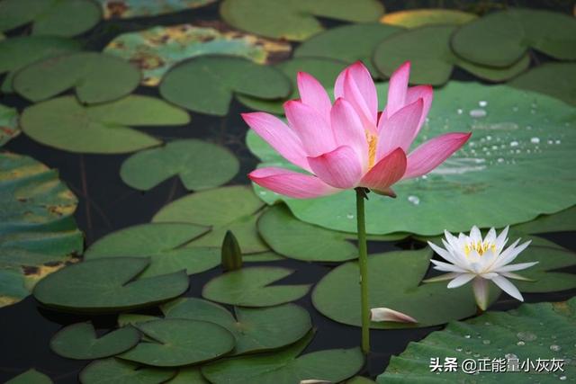 描写夏天的古诗100首_关于夏天的古诗30首