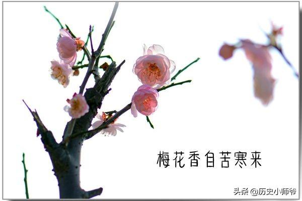 梅花香自苦寒来的全诗_梅花香自苦寒来的全诗朗诵