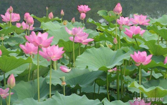 关于花的诗歌简短（关于花的诗歌简短押韵）