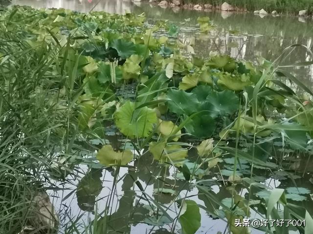 夏天的古诗有哪些_夏天的古诗有哪些名篇