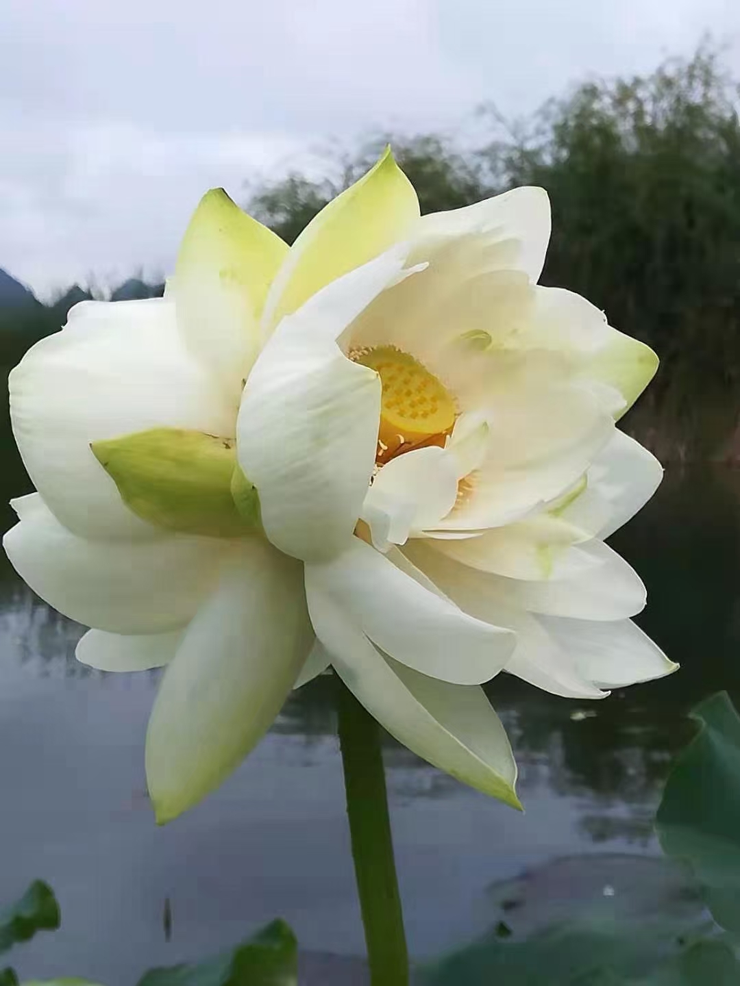 相伴一生的简短句子_相伴一生的唯美