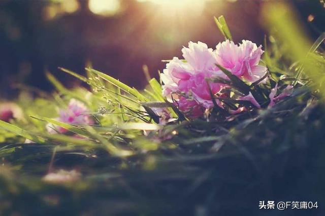 花开花落自有时相逢相聚本无意