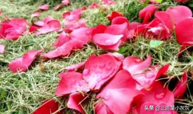 落红不是无情物化作春泥更护花比喻