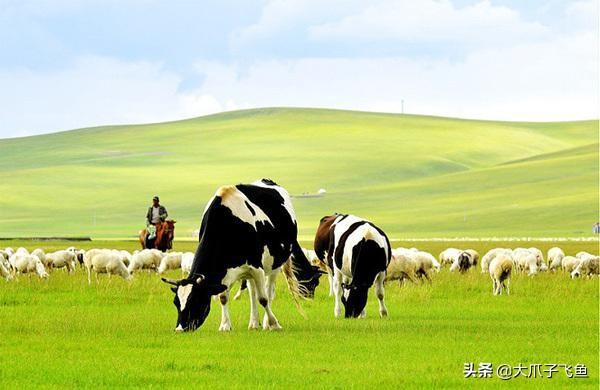 笼盖四野的上一句是什么_笼盖四野下一句