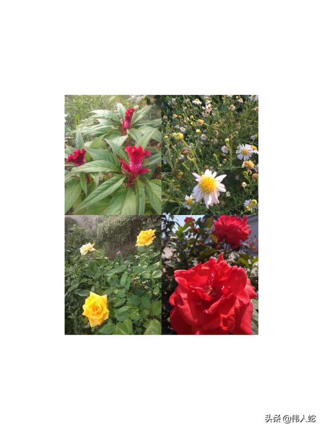 经典朗诵文章(经典朗诵文章800字)