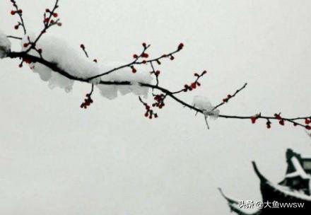 幼儿古诗梅花王安石(梅花王安石幼小)