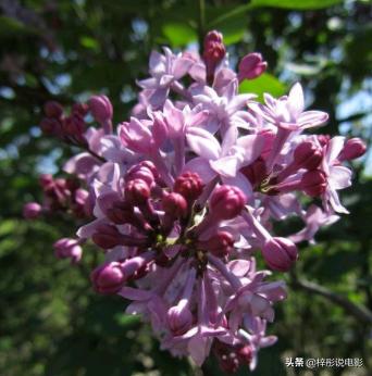 丁香花的诗句千古名句(丁香花的诗词佳句)