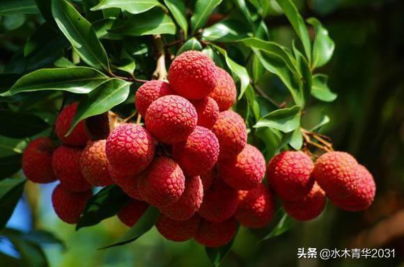 日啖荔枝三百颗完整版诗句（日啖荔枝三百颗完整版诗句拼音版）