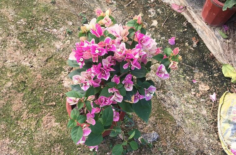 三角梅（三角梅一年开几次花）