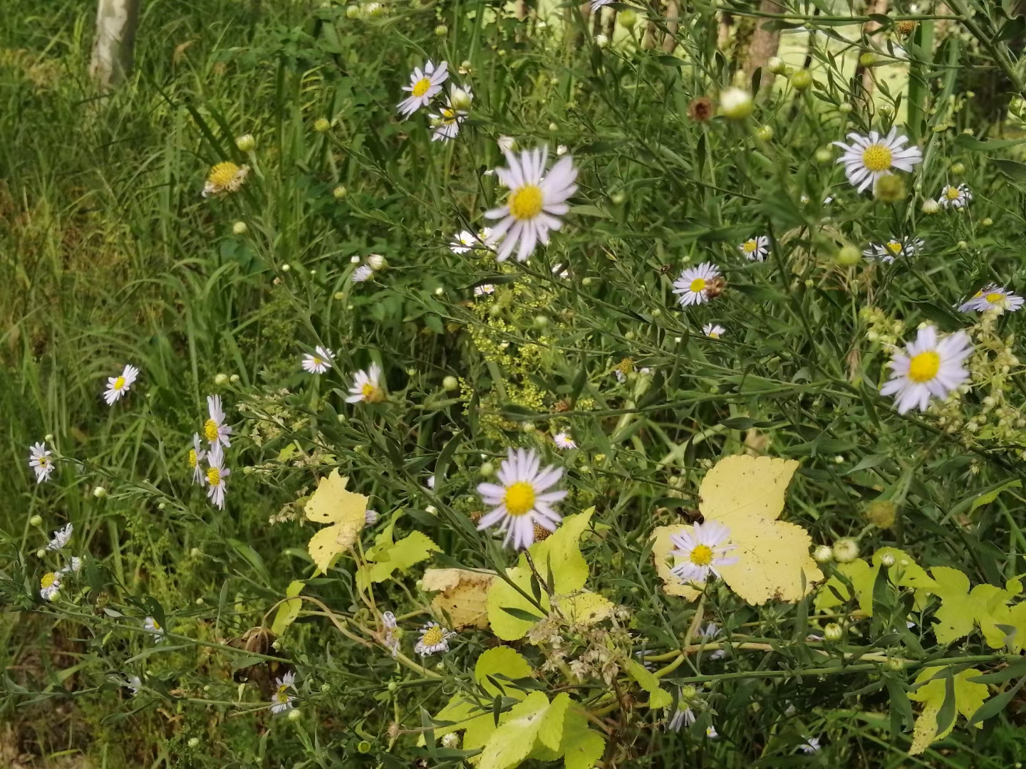 描写春天的句子的优美短句（描写春天的句子15句）