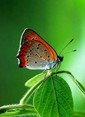 古诗五言（古诗五言绝句）