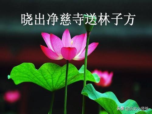 接天莲叶无穷碧映日荷花别样红的画面