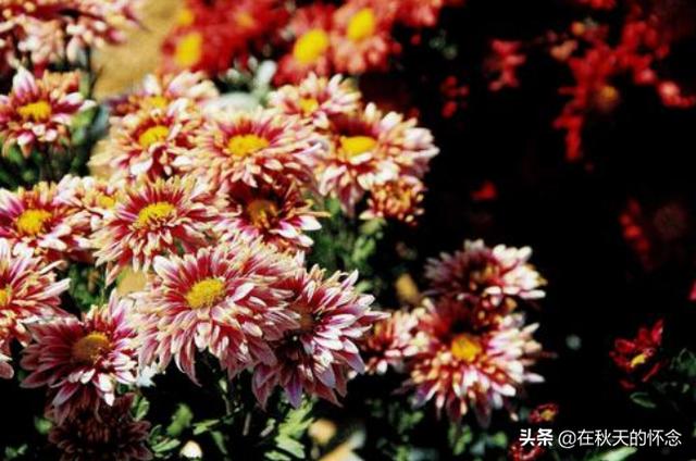 孤舟一系故园心上一句（孤舟一系故园心前一句）