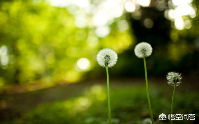 植物诗歌现代诗（植物诗歌现代诗大全）
