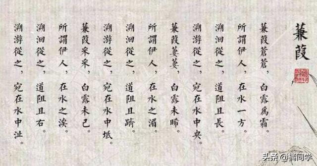 蒹葭鉴赏500字（蒹葭鉴赏2000字）
